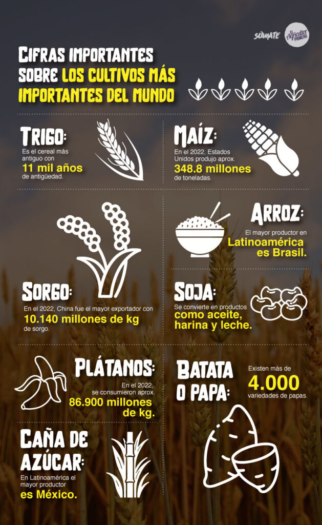 Cifras importantes sobre los cultivos más importantes del mundo