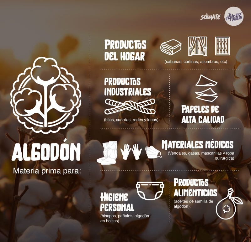 otras curiosidades del algodón