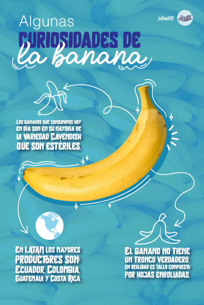 Algunas curiosidades de la banana