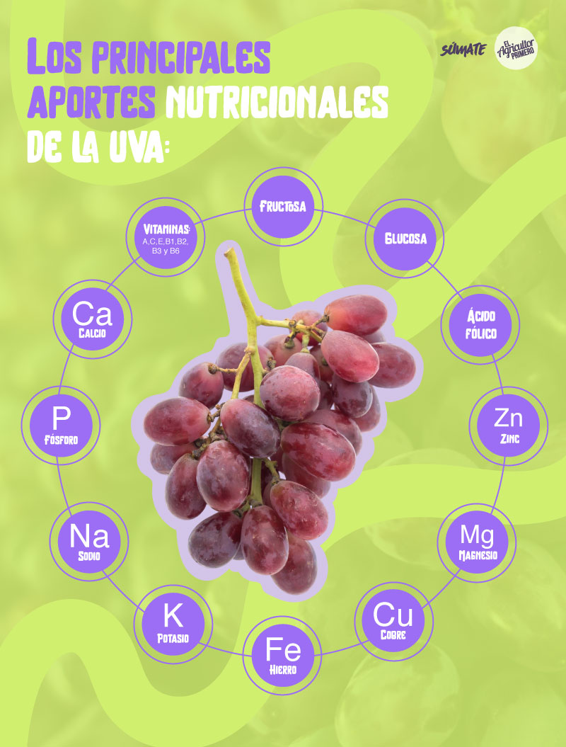 Aportes nutricionales de las uvas