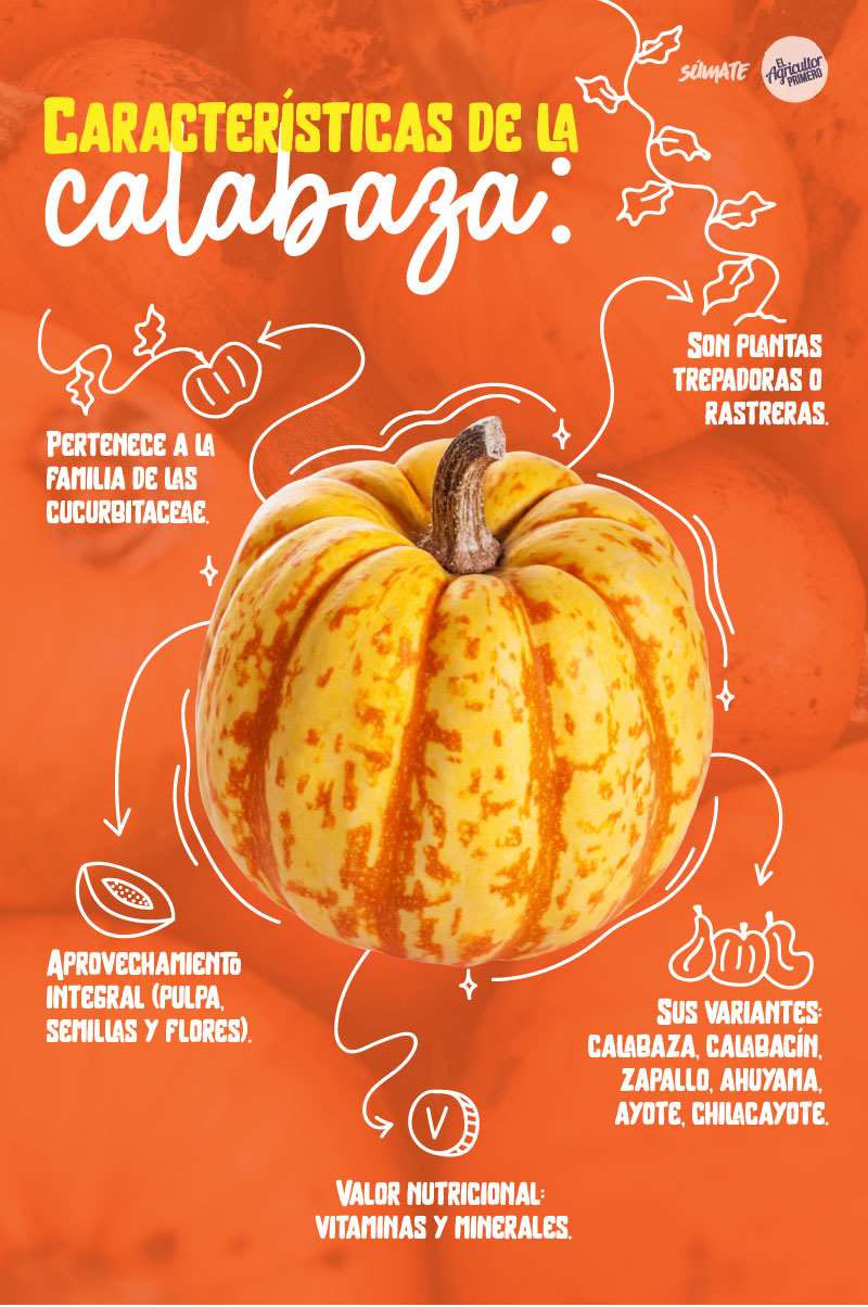 Caracteristicas ed la calabaza