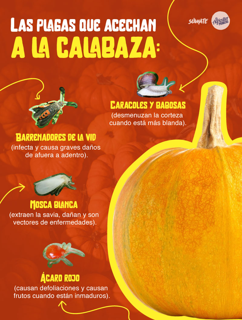 plagas que acechan la calabaza