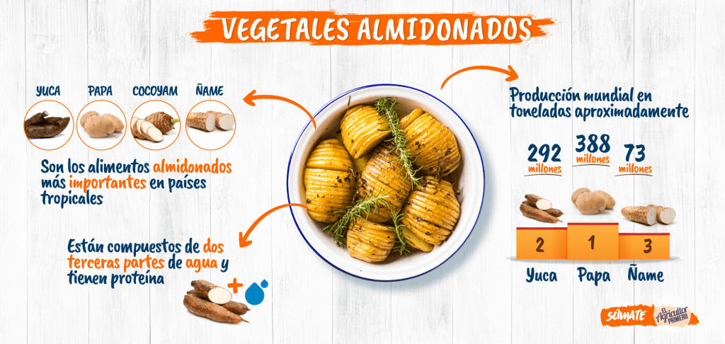 Vegetales almidonados - El Agricultor Primero - El Agricultor Primero