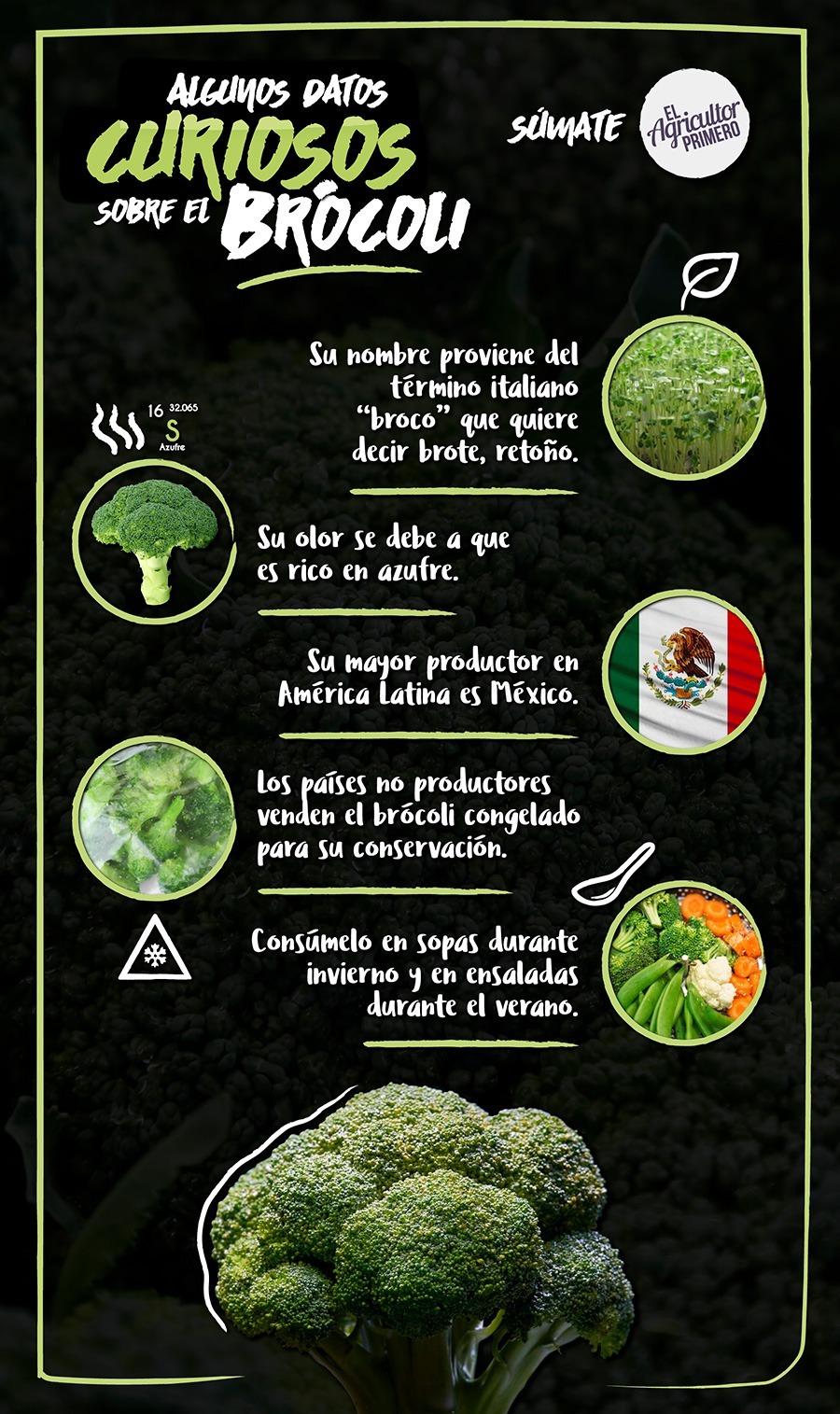 Infografia brocoli