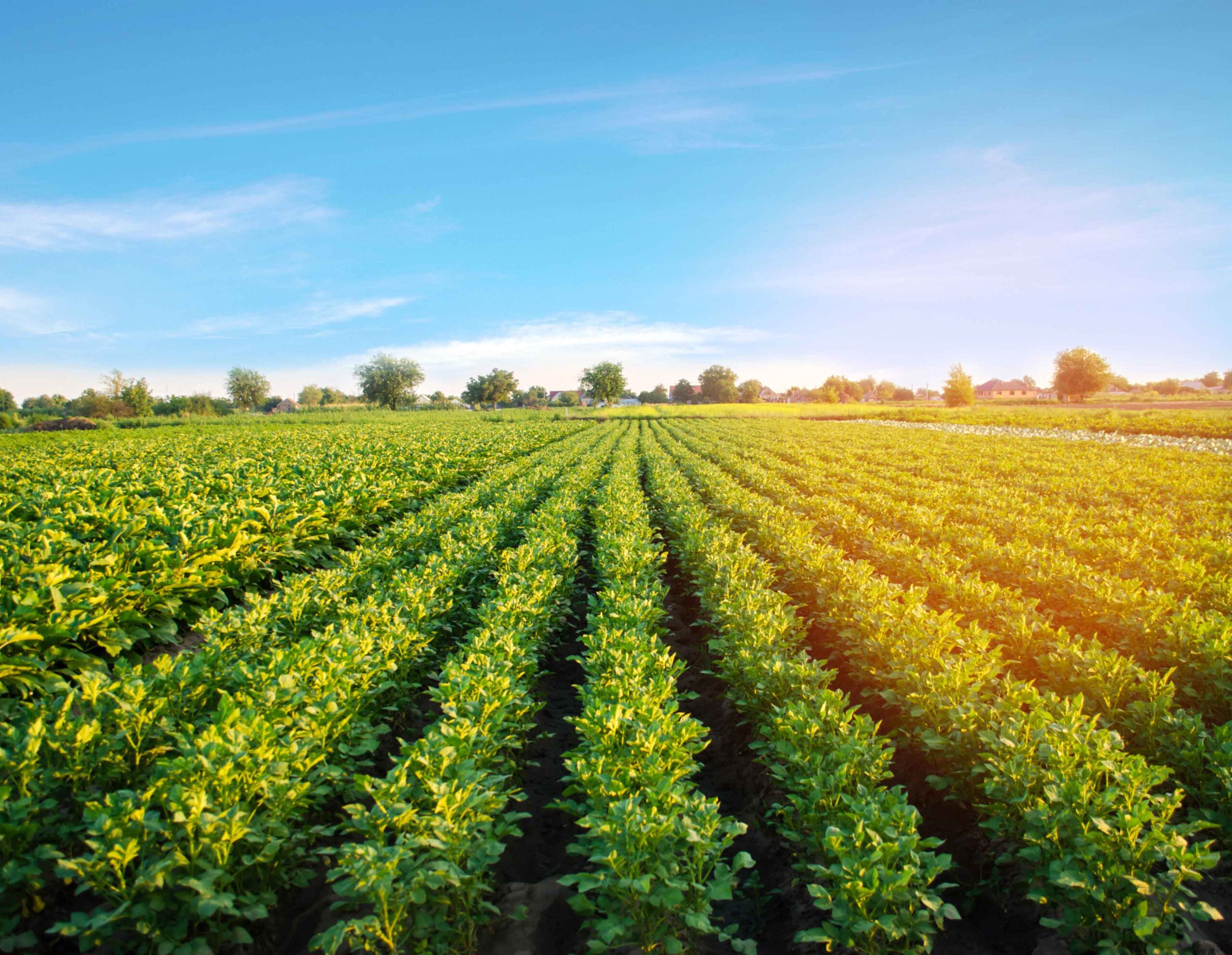 Agrocultura: El campo en tu vida - El Agricultor Primero - El ...