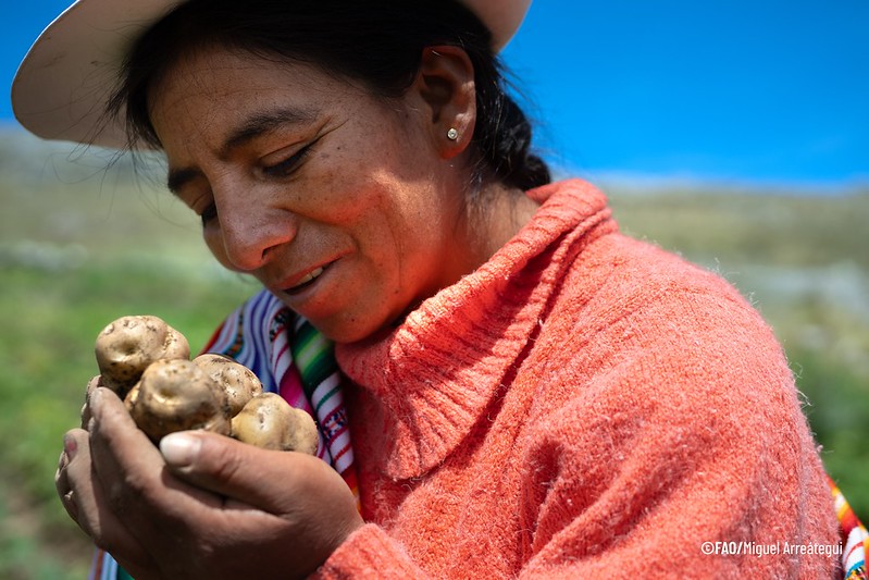 Mujer agricultora andina durante la recolección de papas. Mujer agricultora andina durante la recolección de papas.
