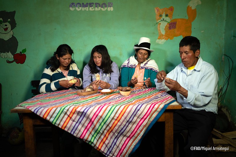 Familia andina peruana come papas cocidas en comunidad. Familia andina peruana come papas cocidas en comunidad.