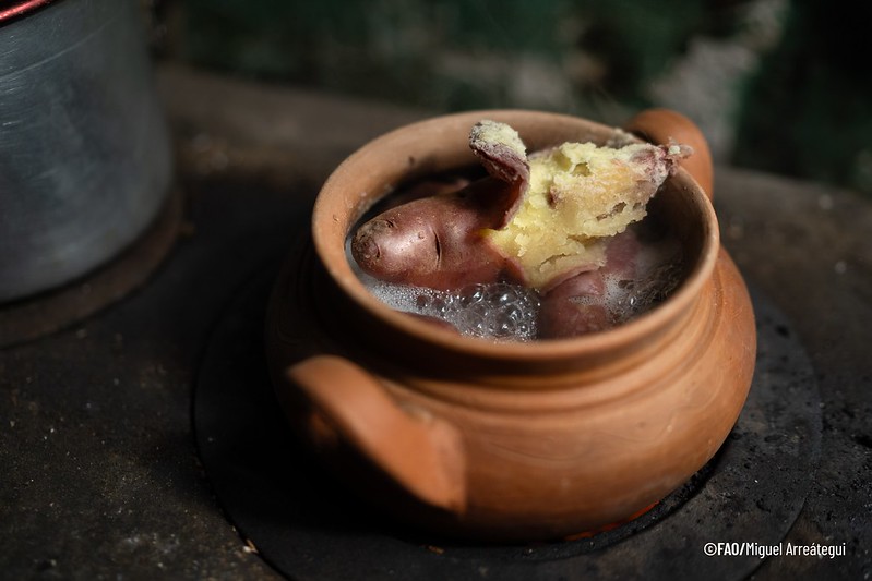 Papa blanca cocinándose en una olla de barro. Papa blanca cocinándose en una olla de barro.