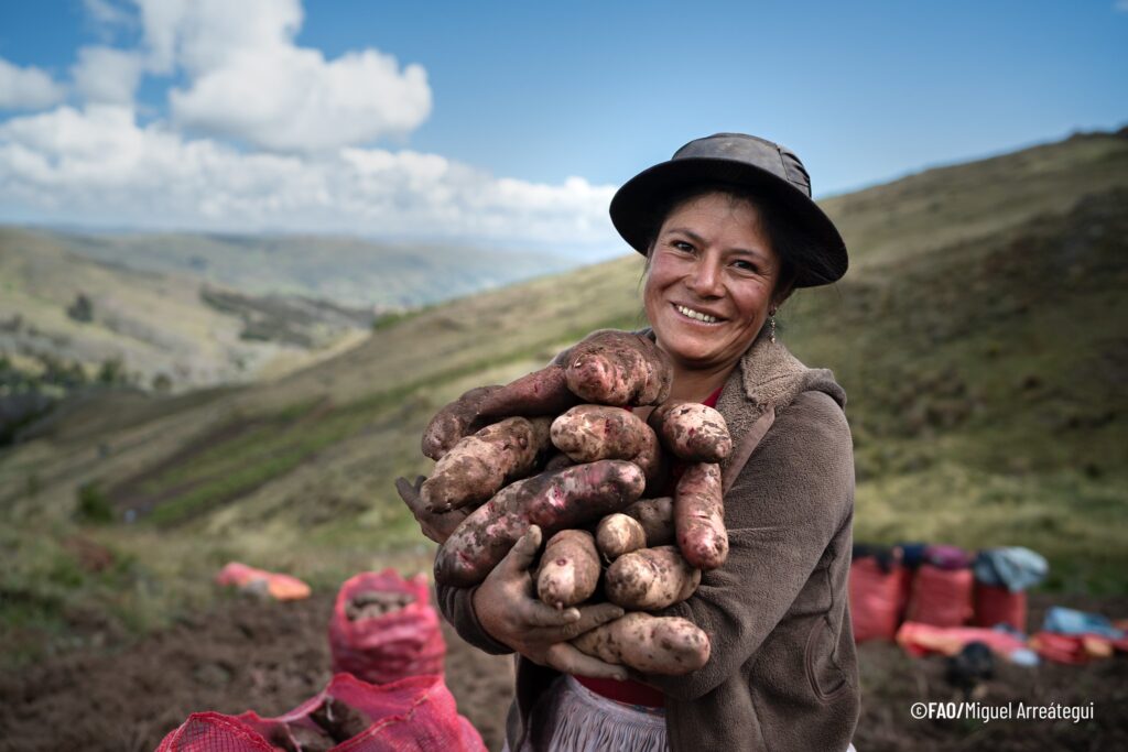 Una mujer andina en plena cosecha, reflejo del trabajo rural y la diversidad agrícola del Perú. Comunidad de Patalá, Junín.