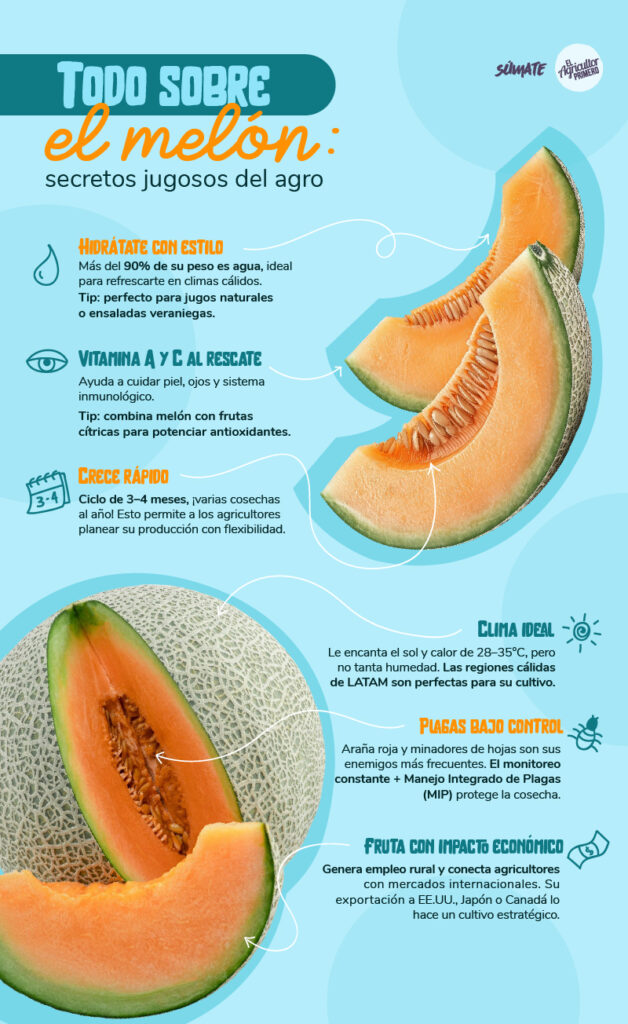 infografia melon