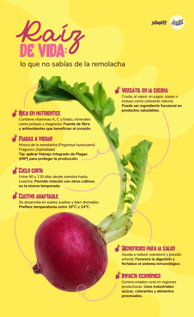 Infografia remolacha